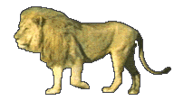 le lion